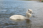 Badendes Lama